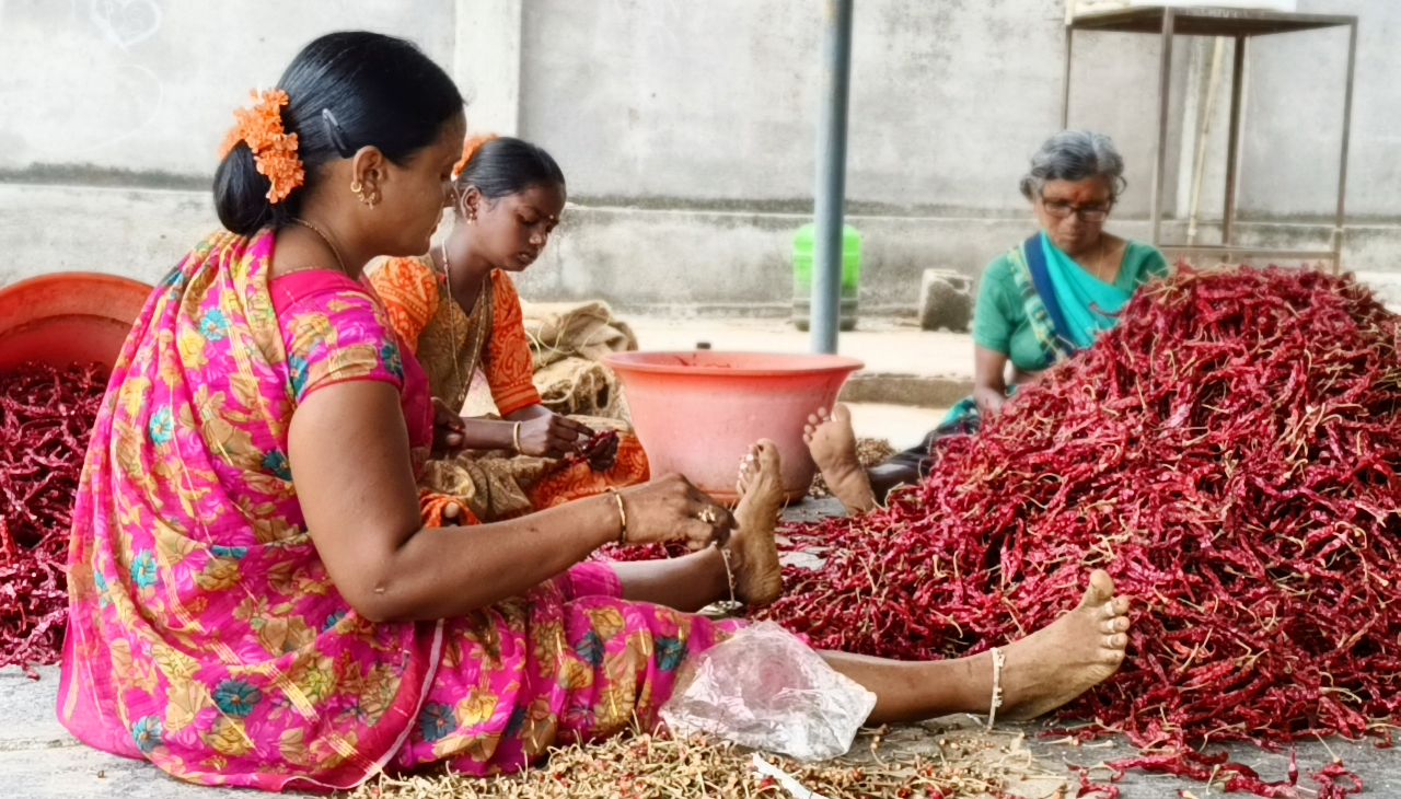 Chilli Processing Services